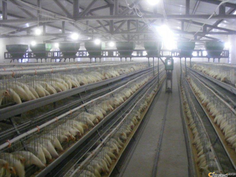 階梯式全自動(dòng)喂料機(jī)